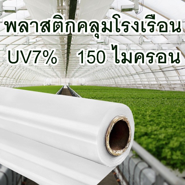 ฉลาม พลาสติกโรงเรือน UV7% 150 ไมครอน 3.5X5 เมตร